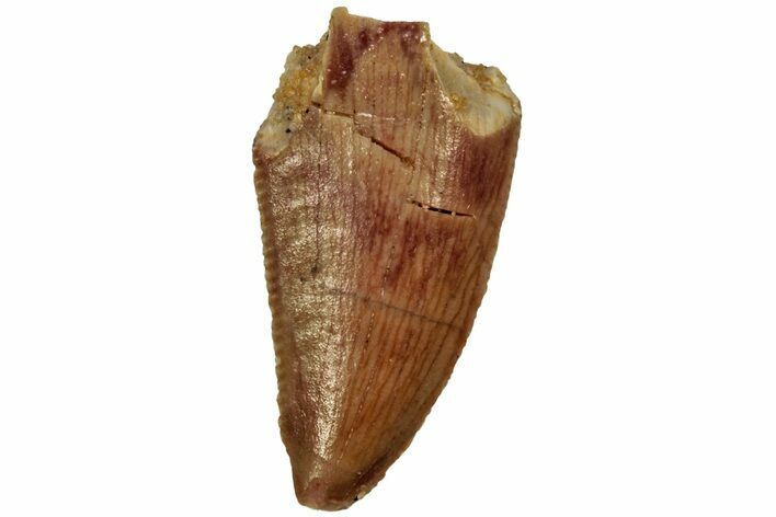 Serrated, Raptor Tooth - Real Dinosaur Tooth #216544